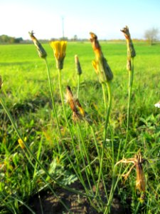 20141106Hypochaeris_radicata1