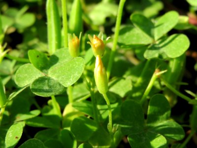 20141011Oxalis_stricta3