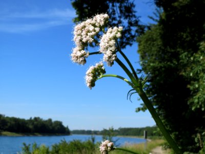 20140606Valeriana_pratensis1