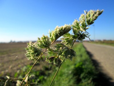20141019Dactylis_glomerata