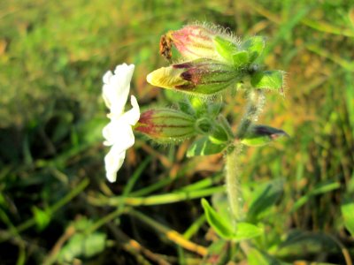 20141106Silene_latifolia1
