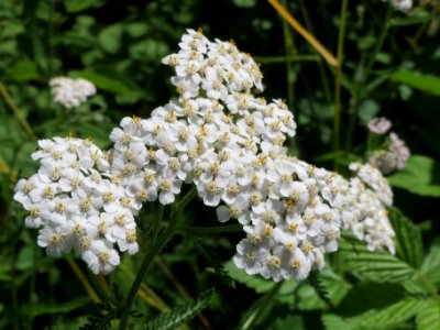 20140607Achillea_millefolium2