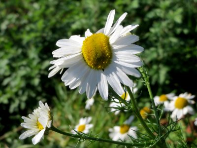 20141018Tripleurospermum_inodorum1