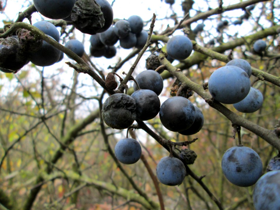 20141109Prunus_spinosa2