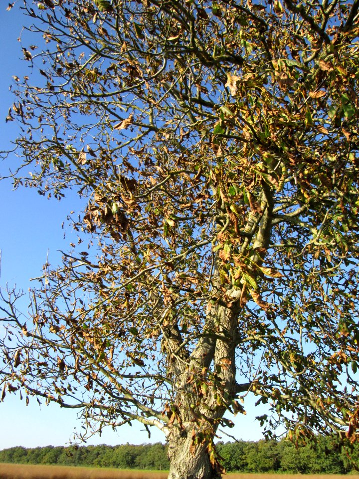 20141019Juglans_regia1