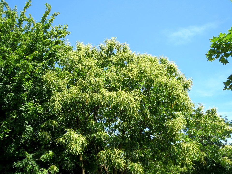 20140607Castanea_sativa1