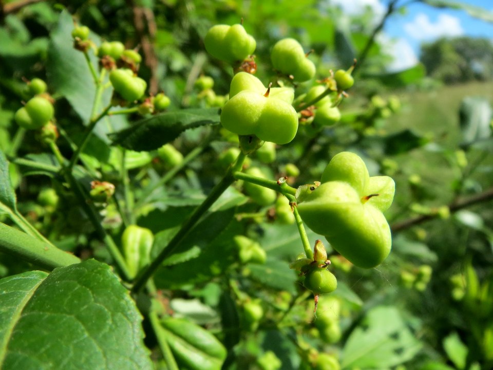 20140524Euonymus_europaeus