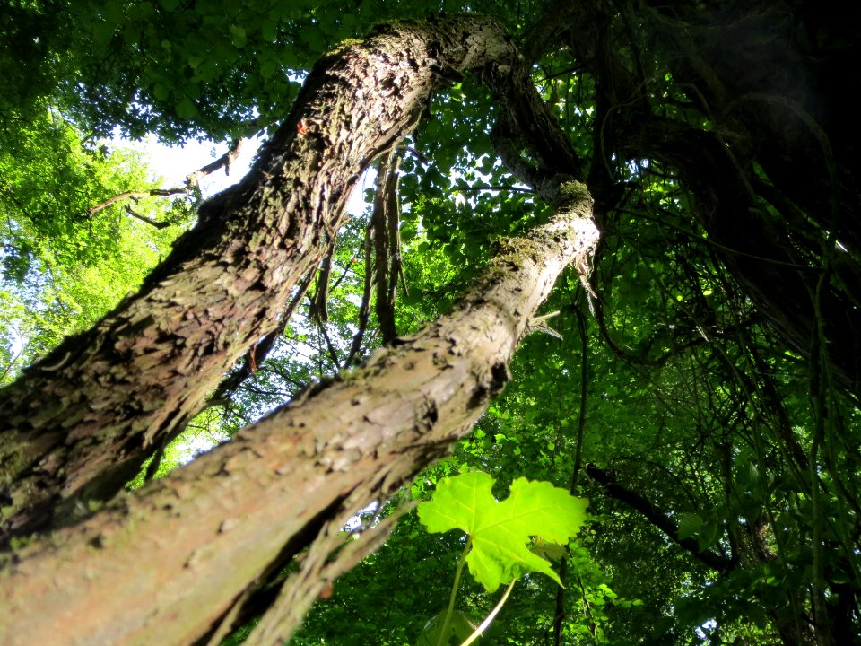 20140606Vitis_vinifera_subsp._sylvestris06