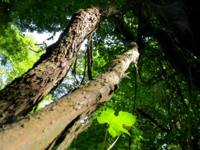 20140606Vitis_vinifera_subsp._sylvestris06