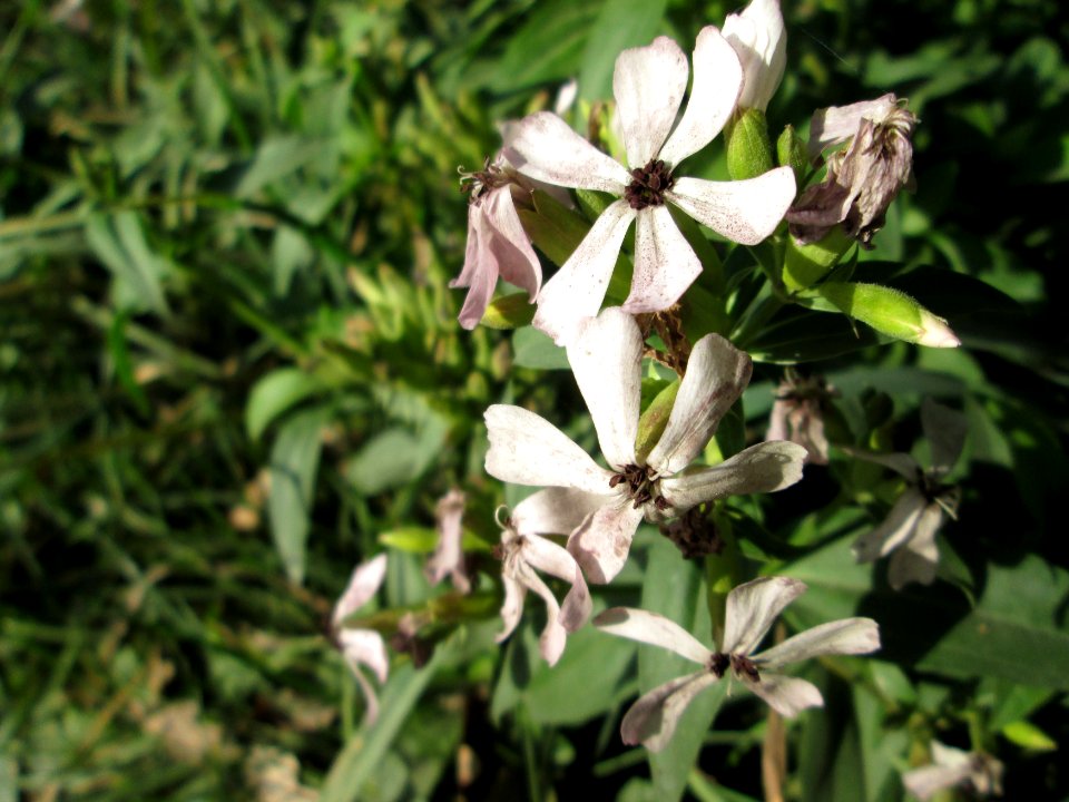 20141019Saponaria_officinalis2