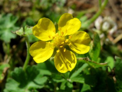 20140524Potentilla_reptans1