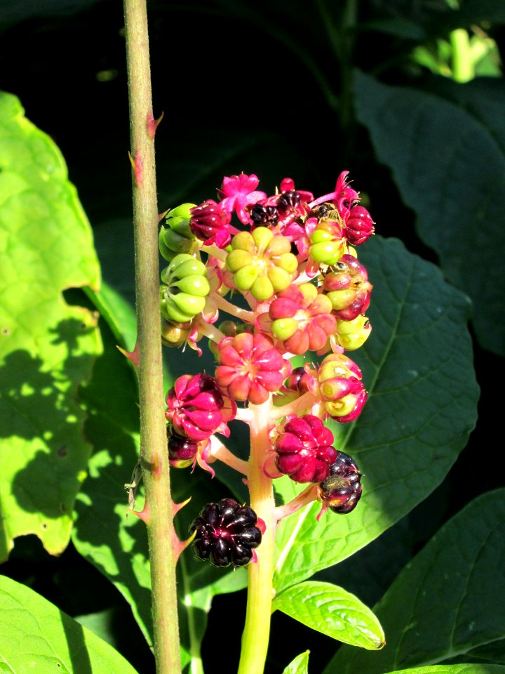 20141019Phytolacca_americana2
