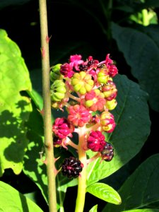 20141019Phytolacca_americana2
