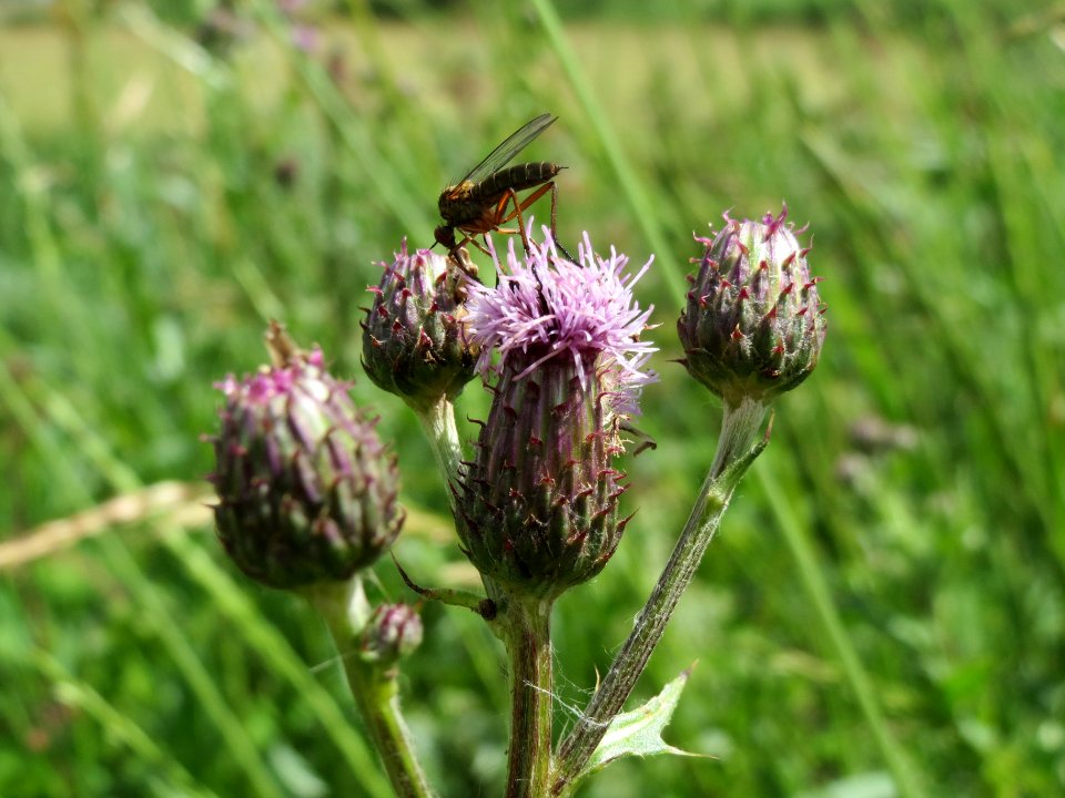 20140605Cirsium_arvense2