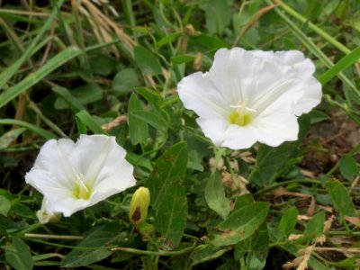 20140526Calystegia_sepium2