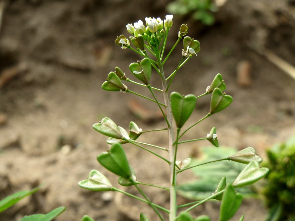 20140928Capsella_bursa-pastoris