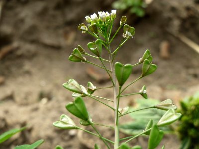 20140928Capsella_bursa-pastoris