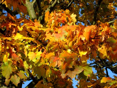 20141106Acer_platanoides3