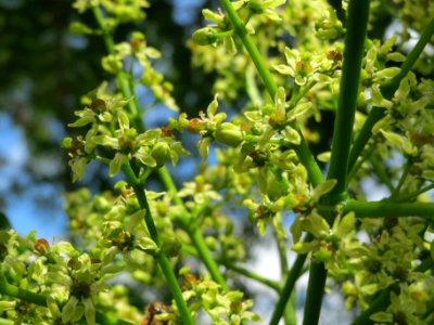 20140605Ailanthus_altissima2 photo