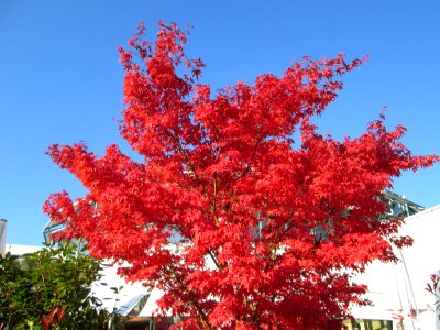 20141106Acer_palmatum1