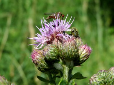 20140605Cirsium_arvense1