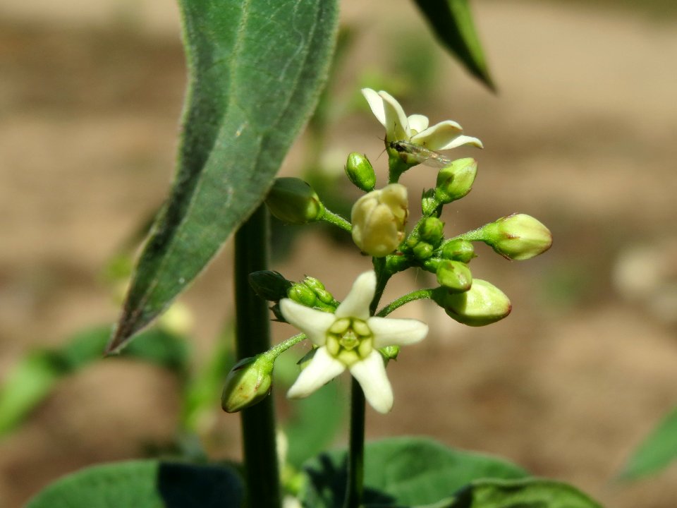 20140523Vincetoxicum_hirundinaria4