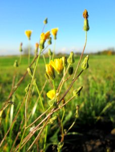 20141106Hypochaeris_radicata2