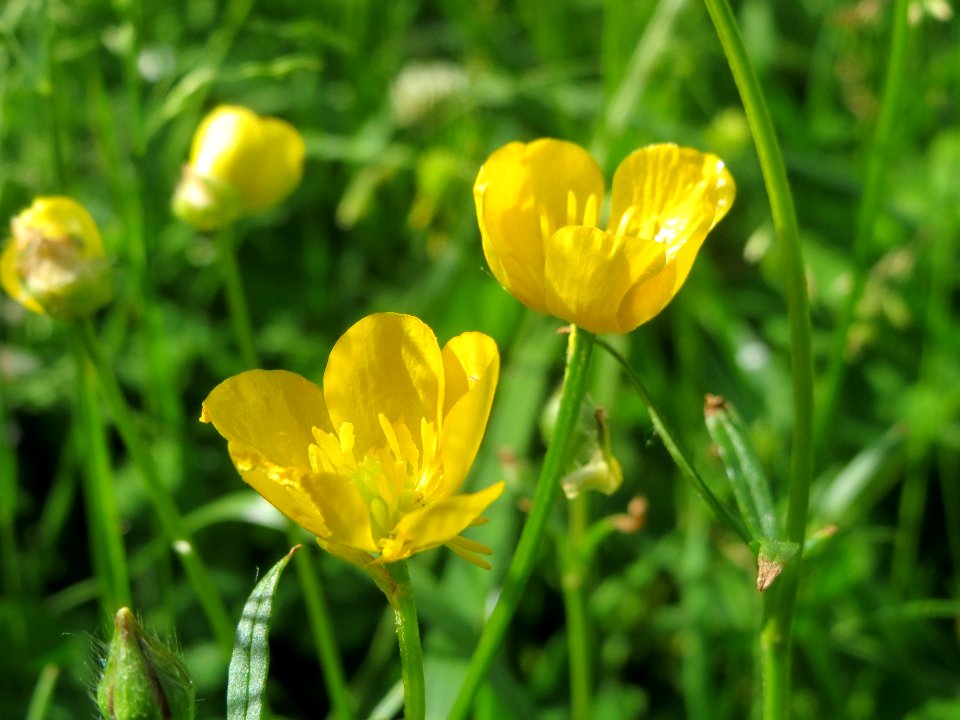 20140524Ranunculus_bulbosus