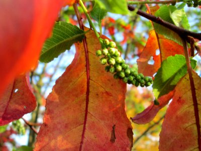 20141106Prunus_padus4