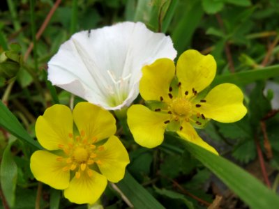20140526Calystegia_sepium4