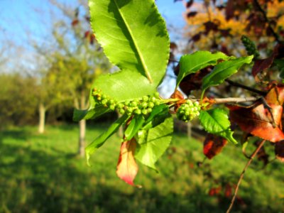 20141106Prunus_padus2