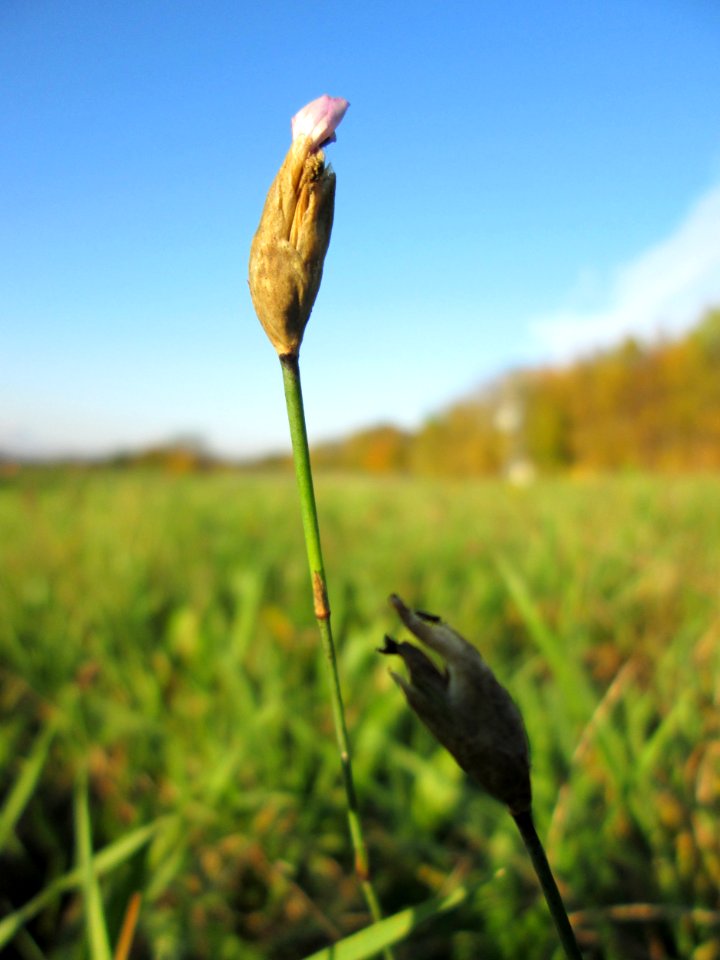 20141106Petrorhagia_prolifera2