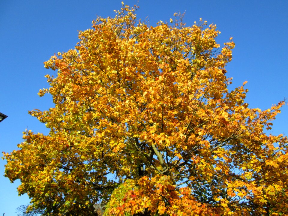 20141106Acer_platanoides2