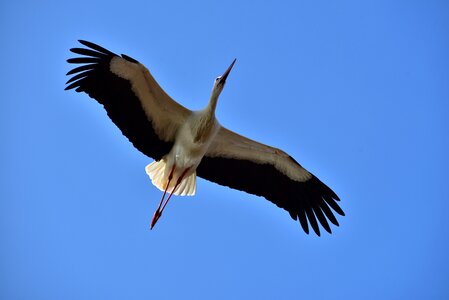 Black white bill rattle stork