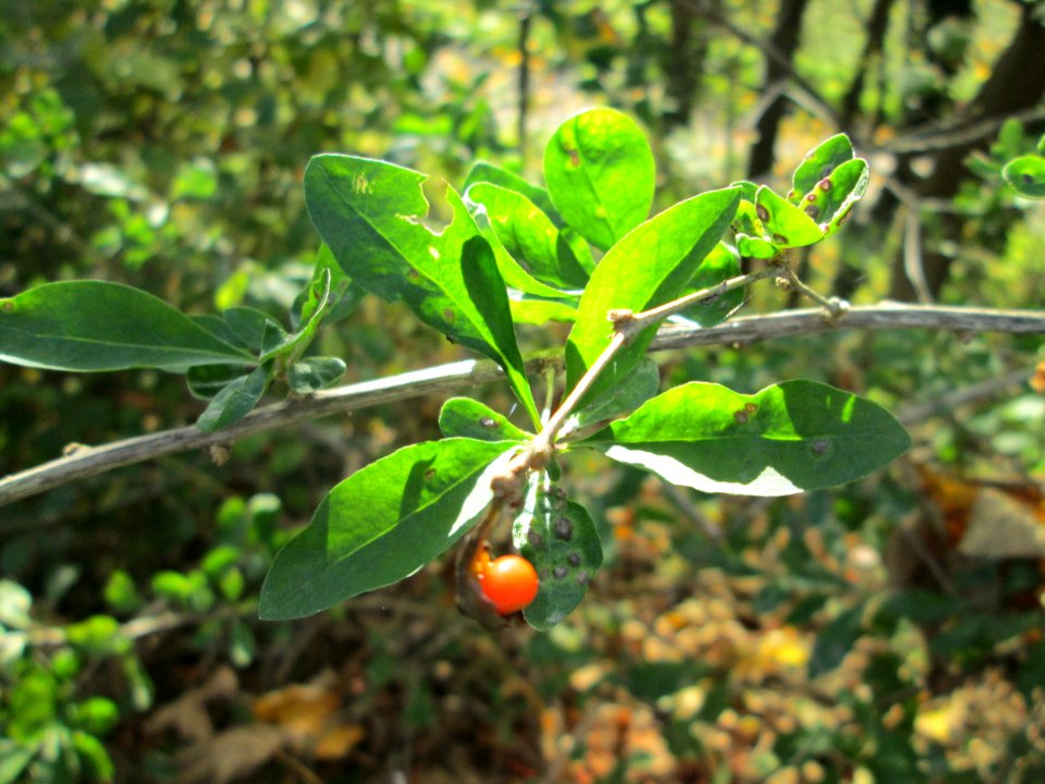 20141108Lycium_barbarum