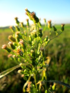 20141106Erigeron_canadensis