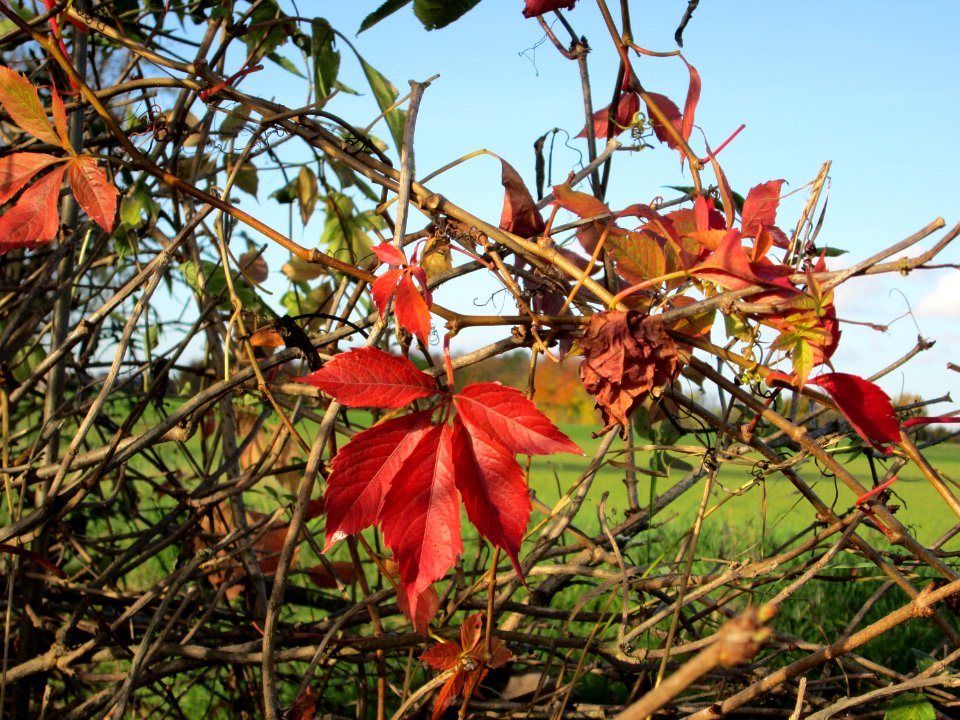 20141108Parthenocissus_quinquefolia1