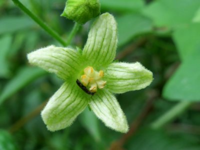 20140529Bryonia_dioica