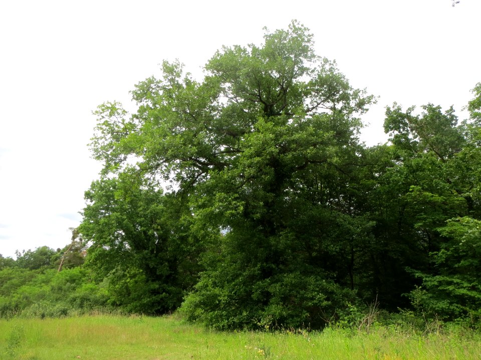20140525Quercus_petraea1