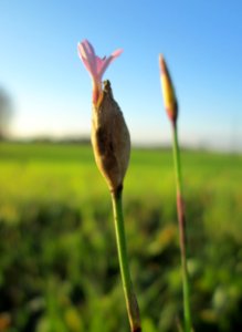 20141106Petrorhagia_prolifera1