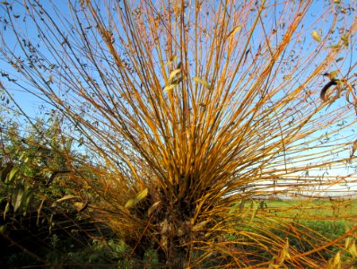 20141108Salix_alba2