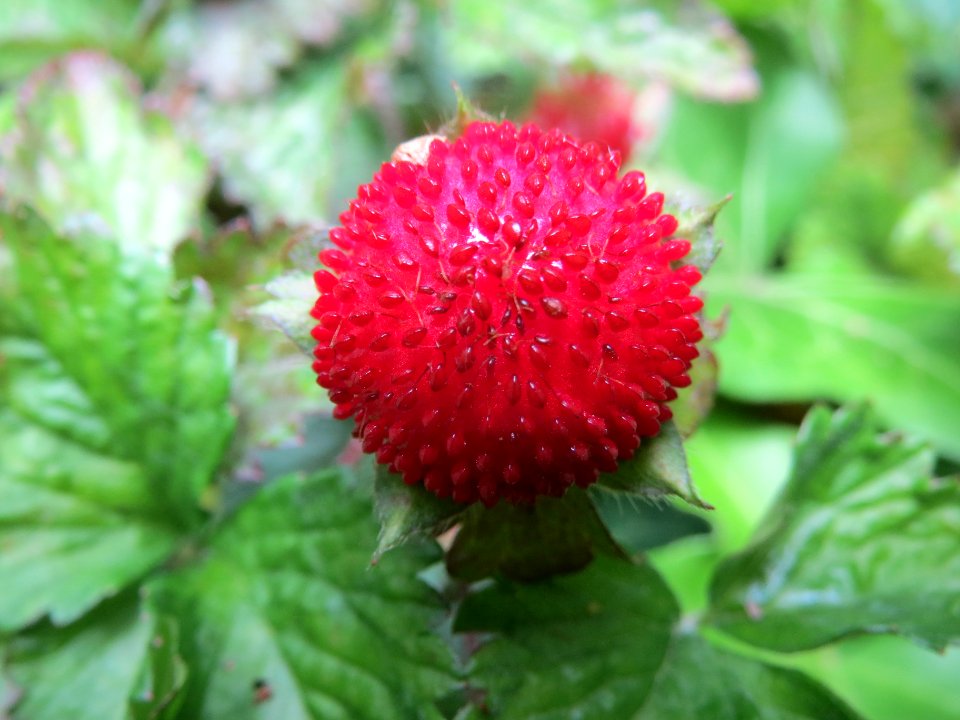 20140529Potentilla_indica1