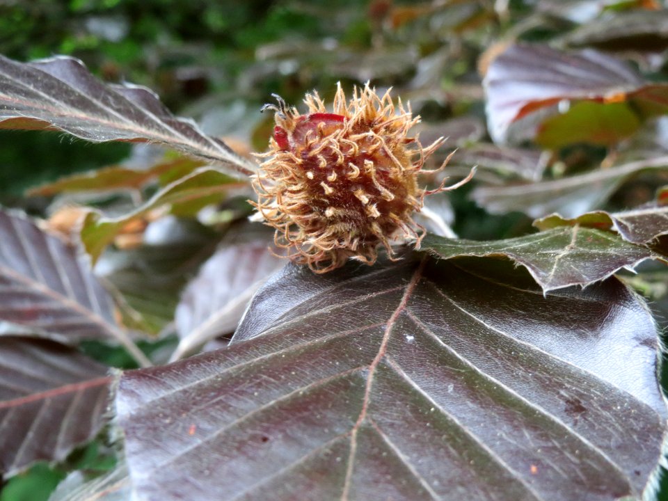 20140601Fagus_sylvatica_Purpurea2