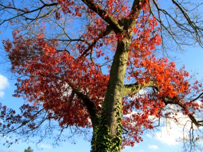 20141108Quercus_coccinea5