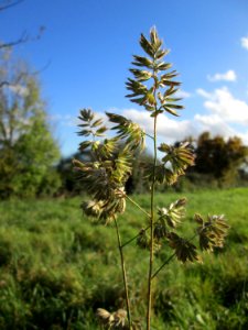 20141108Dactylis_glomerata