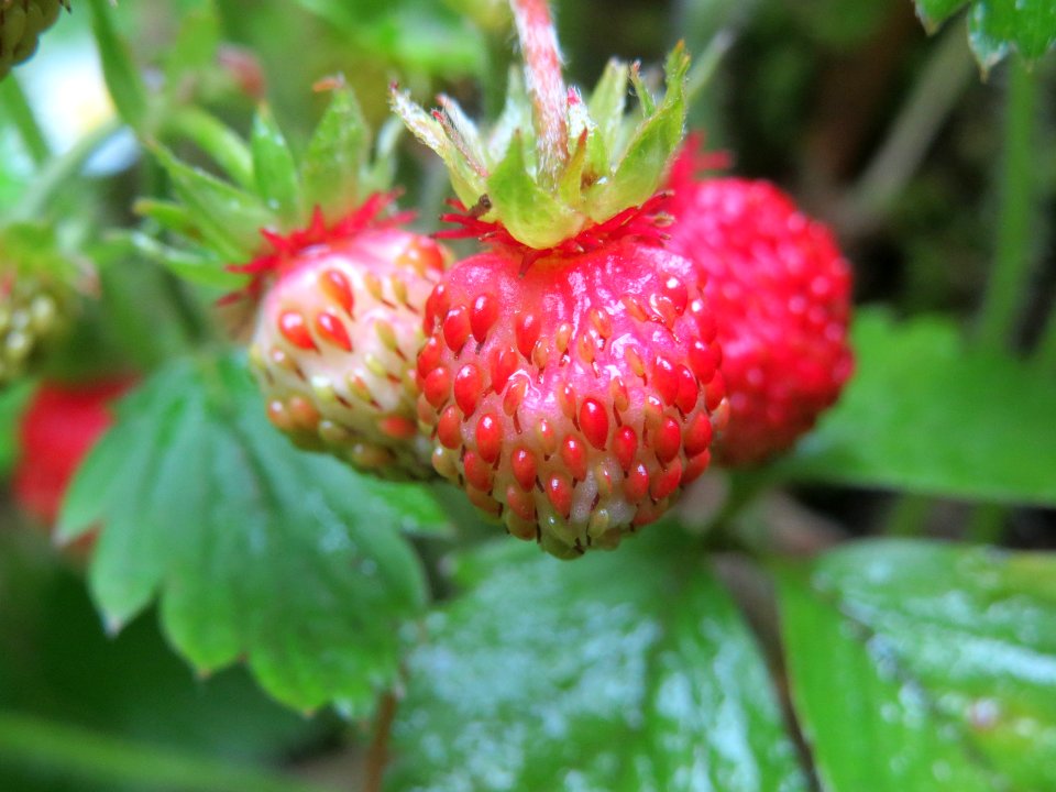 20140601Fragaria_vesca