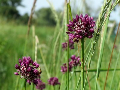 20140607Allium_scorodoprasum5