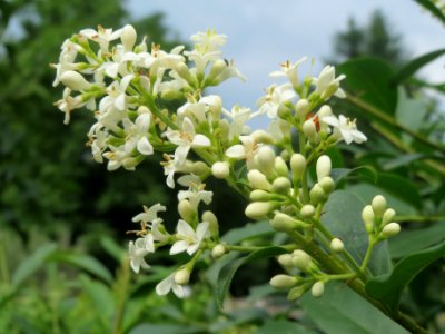 20140602Ligustrum_vulgare1