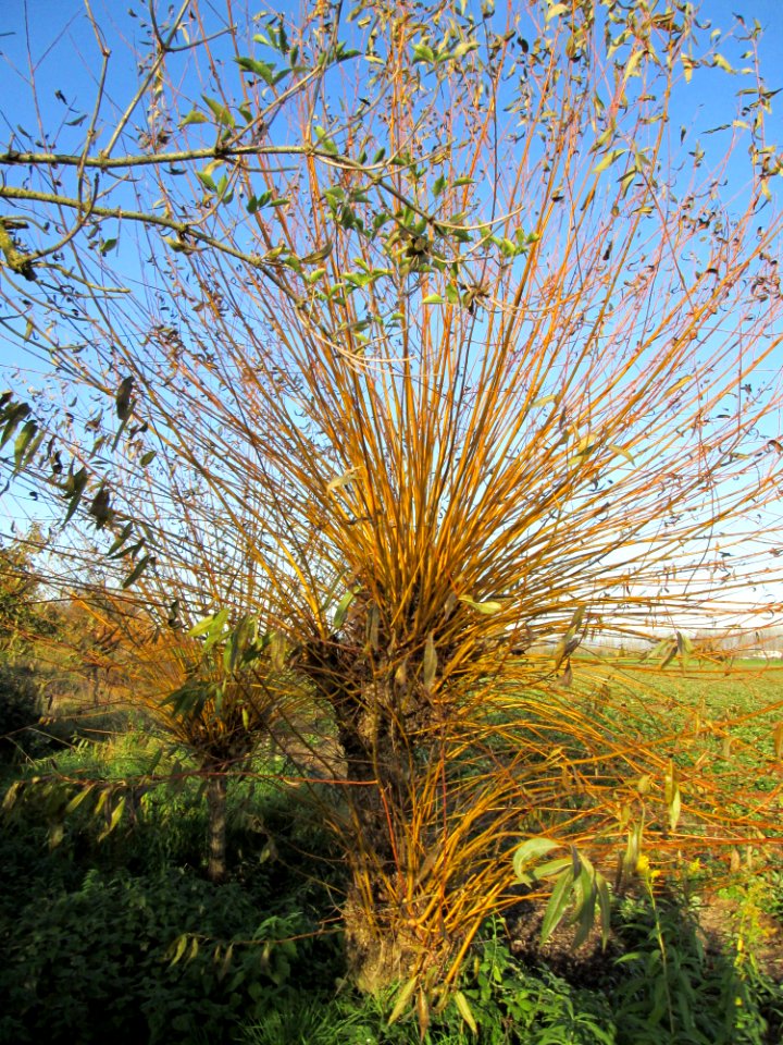 20141108Salix_alba1