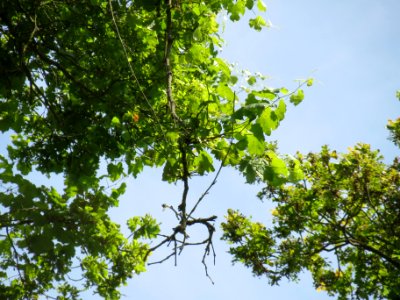 20140606Vitis_vinifera_subsp._sylvestris09